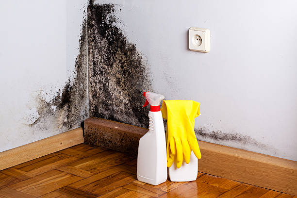 Best Commercial Mold Remediation in Tallapoosa, GA